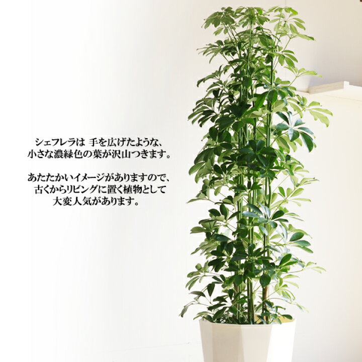 楽天市場】観葉植物 大型 シェフレラ 青 ホンコンカポック 10号 法人様 