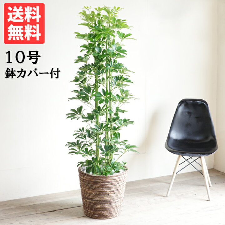 楽天市場 シェフレラ ホンコンカポック 10号 バナナリーフ鉢カバー付 法人様送料無料 観葉植物 おしゃれ 尺鉢 大型 大鉢 10号鉢 大サイズ 大きい サイズ インテリア 鉢カバー付き 観葉植物のthe Green