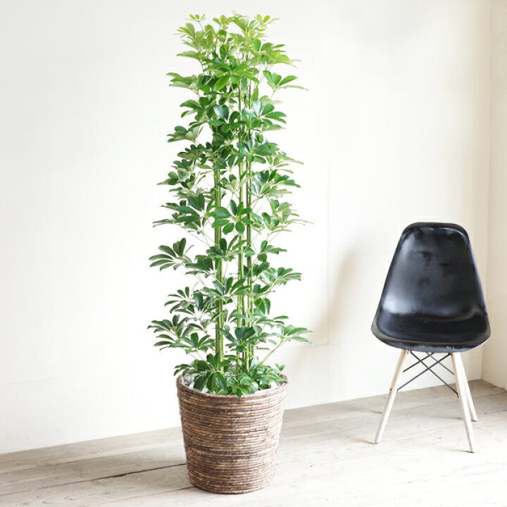 楽天市場】観葉植物 大型 シェフレラ 青 ホンコンカポック 10号 バナナ 