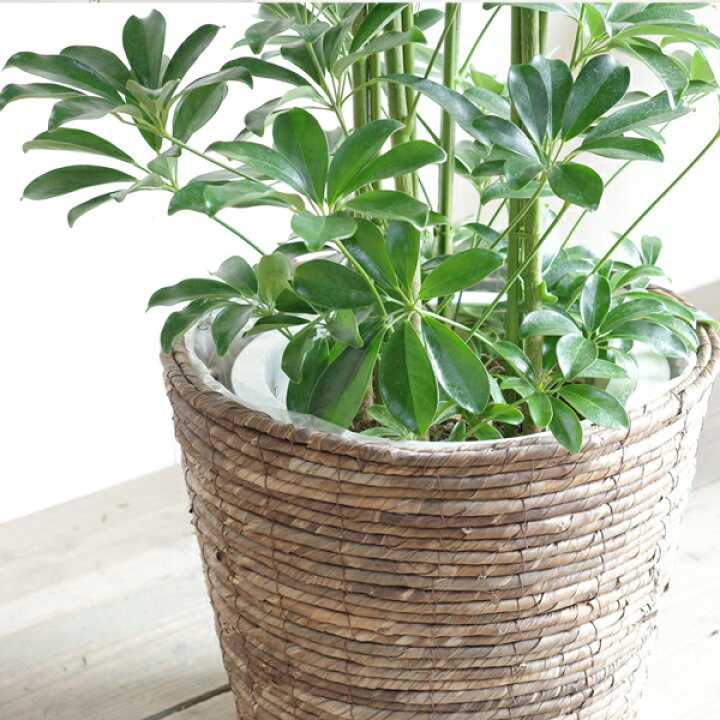 楽天市場】観葉植物 大型 シェフレラ 青 ホンコンカポック 10号 バナナ 