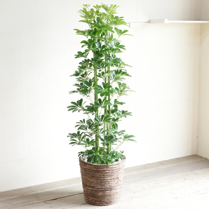 楽天市場】観葉植物 大型 シェフレラ 青 ホンコンカポック 10号 バナナ 