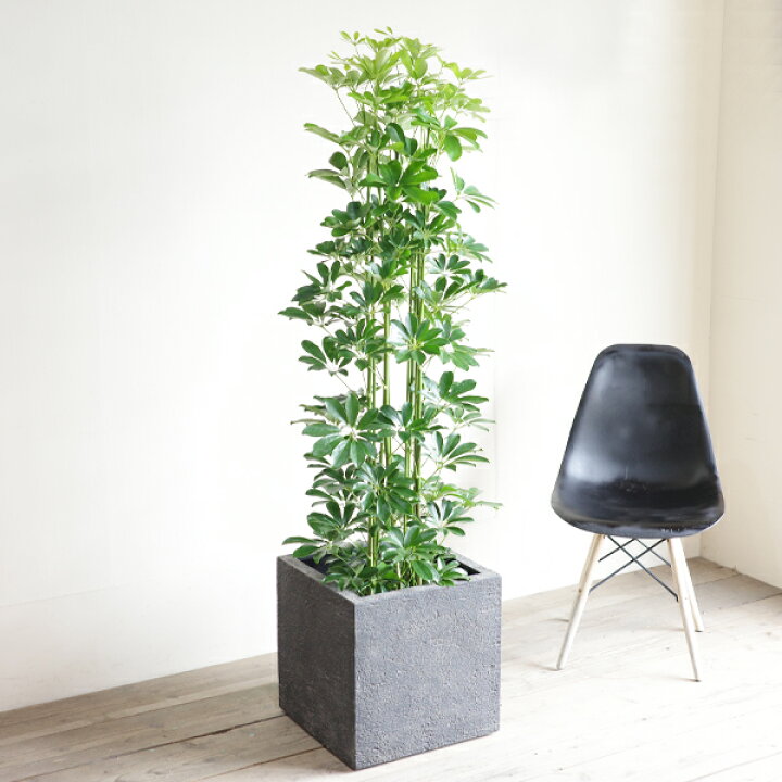楽天市場】観葉植物 大型 シェフレラ 青 ホンコンカポック 10号 