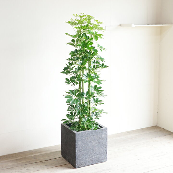 楽天市場】観葉植物 大型 シェフレラ 青 ホンコンカポック 10号 