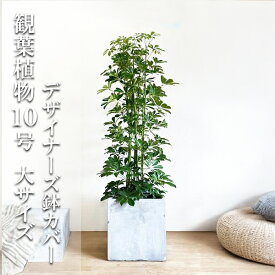 観葉植物 大型 シェフレラ 青 ホンコンカポック 10号 キューブ型 デザイナーズ 高級鉢カバー付 アッシュグレー 法人様送料無料 プレミアム おしゃれ 尺鉢 大鉢 10号鉢 大サイズ 大きいサイズ インテリア 鉢カバー付き