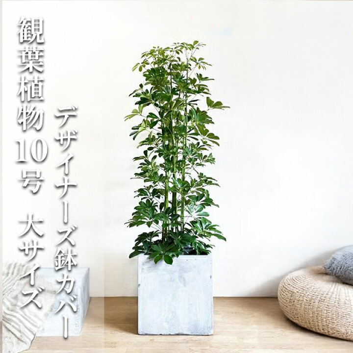 楽天市場】観葉植物 大型 シェフレラ 青 ホンコンカポック 10号 