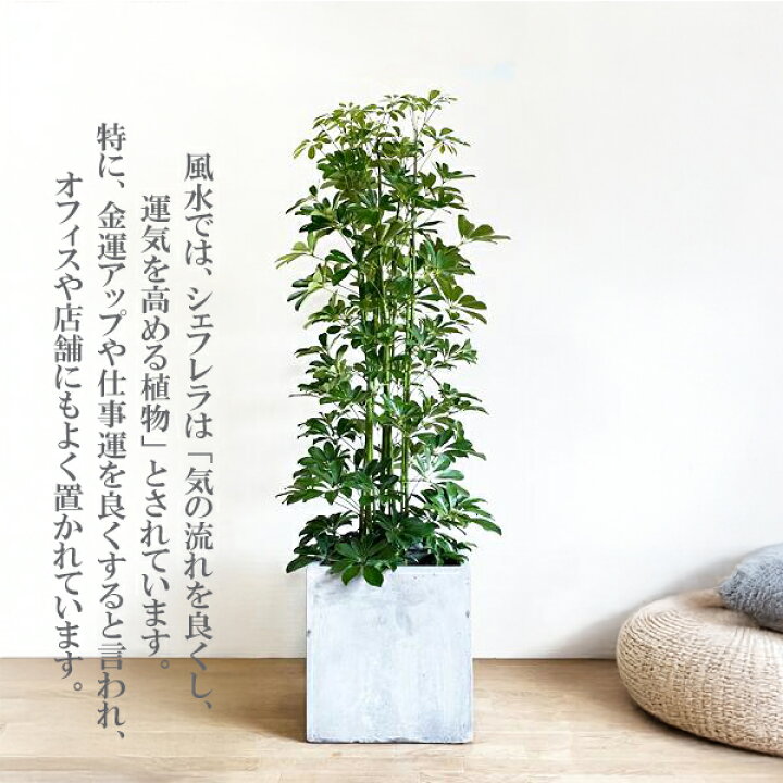 楽天市場】観葉植物 大型 シェフレラ 青 ホンコンカポック 10号 
