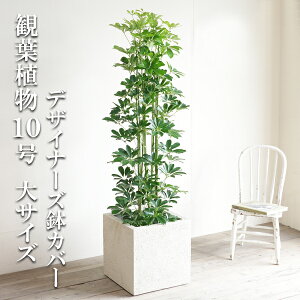 ϗtA ^ VFt  zRJ|bN 10 L[u^ fUCi[Y Jo[t AC{[ @ll v~A  ڔ 唫 10 TCY 傫TCY C