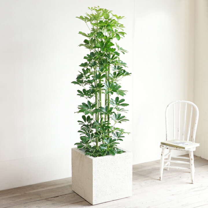楽天市場】観葉植物 大型 シェフレラ 青 ホンコンカポック 10号 