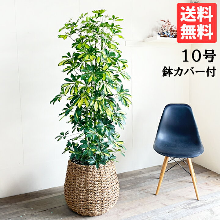 楽天市場】観葉植物 大型 イエロー 斑入り シェフレラ ホンコン 