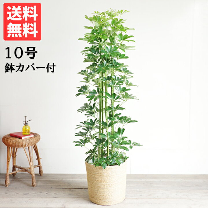 楽天市場】観葉植物 大型 シェフレラ 青 ホンコンカポック 10号 