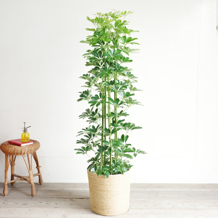 楽天市場】観葉植物 大型 シェフレラ 青 ホンコンカポック 10号 