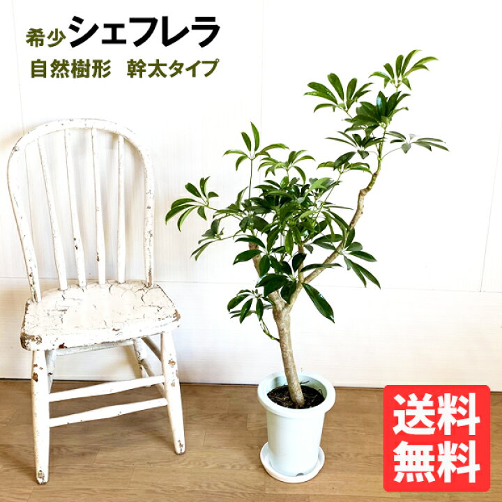 楽天市場 シェフレラ 自然樹形 幹立 希少 観葉植物 鉢植え インテリア 本物 根上がり カポック 朴 朴タイプ 花 ガーデン Diy 花 観葉植物 観葉植物 インテリア 観葉植物のthe Green 楽天市場 シェフレラ 自然樹形 幹立 希少 観葉植物 鉢植え インテリア 本物 根上がり カポック 朴 朴タイプ 花 ガーデン Diy 花 観葉植物 観葉植物 インテリア 観葉植物のthe Green
