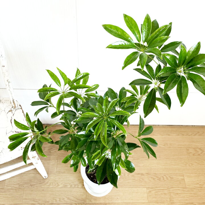 楽天市場 シェフレラ 自然樹形 幹立 希少 観葉植物 鉢植え インテリア 本物 根上がり カポック 朴 朴タイプ 花 ガーデン Diy 花 観葉植物 観葉植物 インテリア 観葉植物のthe Green 楽天市場 シェフレラ 自然樹形 幹立 希少 観葉植物 鉢植え インテリア 本物 根上がり カポック 朴 朴タイプ 花 ガーデン Diy 花 観葉植物 観葉植物 インテリア 観葉植物のthe Green