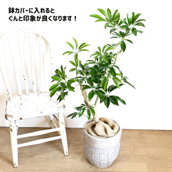 楽天市場 シェフレラ 自然樹形 幹立 希少 観葉植物 鉢植え インテリア 本物 根上がり カポック 朴 朴タイプ 花 ガーデン Diy 花 観葉植物 観葉植物 インテリア 観葉植物のthe Green 楽天市場 シェフレラ 自然樹形 幹立 希少 観葉植物 鉢植え インテリア 本物 根上がり カポック 朴 朴タイプ 花 ガーデン Diy 花 観葉植物 観葉植物 インテリア 観葉植物のthe Green