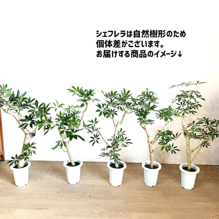 楽天市場 シェフレラ 自然樹形 幹立 希少 観葉植物 鉢植え インテリア 本物 根上がり カポック 朴 朴タイプ 花 ガーデン Diy 花 観葉植物 観葉植物 インテリア 観葉植物のthe Green 楽天市場 シェフレラ 自然樹形 幹立 希少 観葉植物 鉢植え インテリア 本物 根上がり カポック 朴 朴タイプ 花 ガーデン Diy 花 観葉植物 観葉植物 インテリア 観葉植物のthe Green