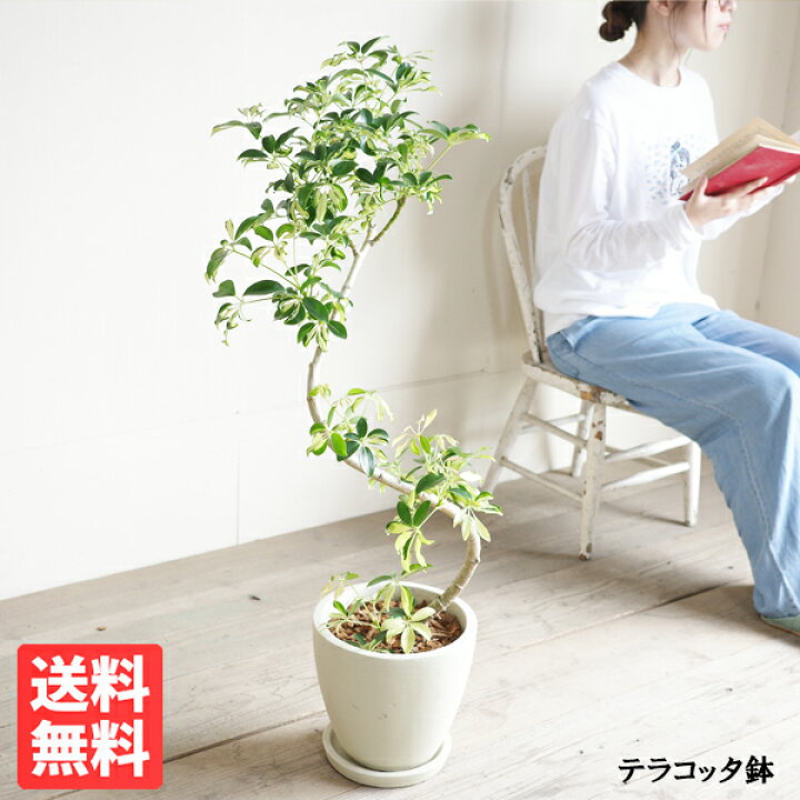 楽天市場】シェフレラ コンパクタ イエロー 斑入り 観葉植物 S字樹形 