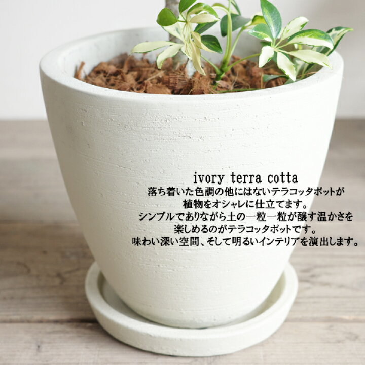 楽天市場】シェフレラ コンパクタ イエロー 斑入り 観葉植物 S字樹形 