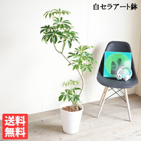 シェフレラ コンパクタ 観葉植物 S字樹形 ホワイトセラアート鉢 8号 丈夫 育てやすい 送料無料