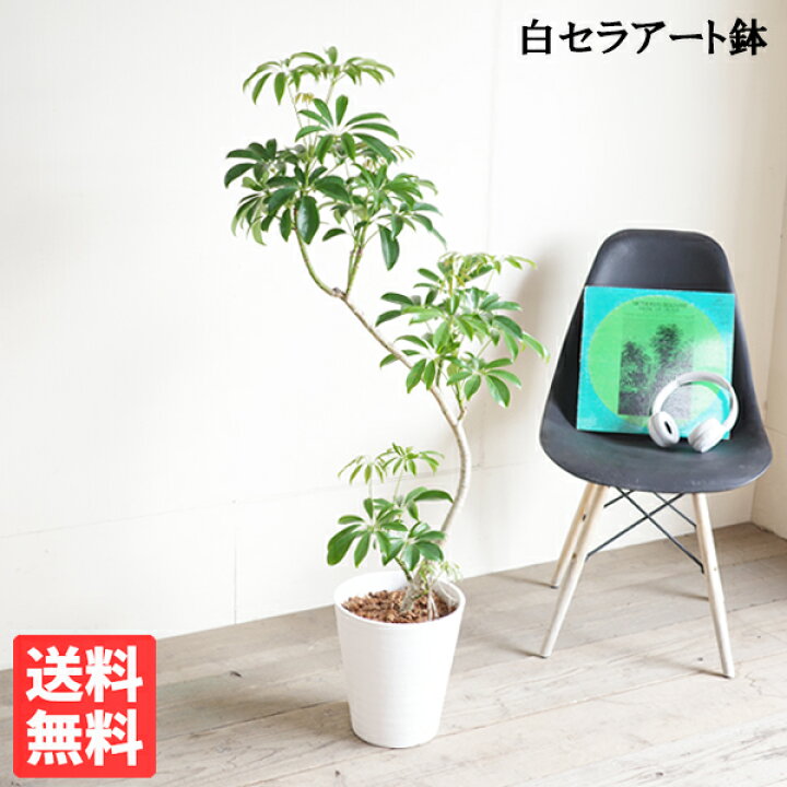 楽天市場】シェフレラ コンパクタ 観葉植物 S字樹形 ホワイトセラ 