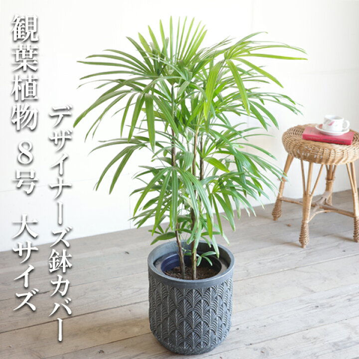 楽天市場】棕櫚竹 シュロチク 8号 ファイバーセメント鉢カバー付 