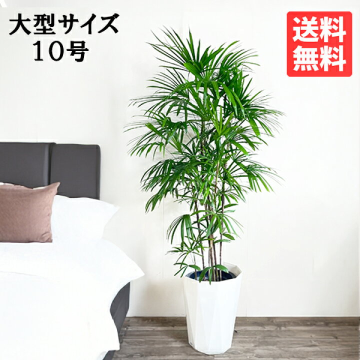 楽天市場】観葉植物 大型 シュロチク 棕櫚竹 10号 法人様送料無料 寒さ 