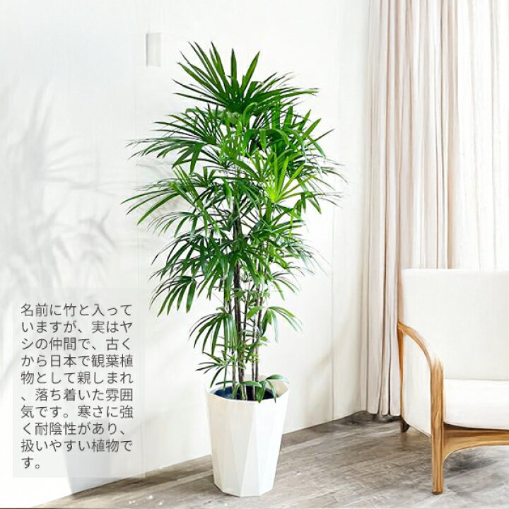 楽天市場】観葉植物 大型 シュロチク 棕櫚竹 10号 法人様送料無料 寒さ 