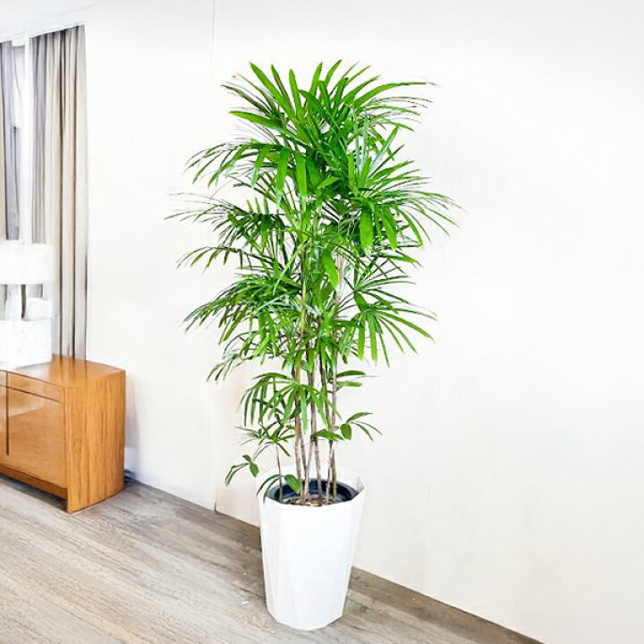 楽天市場】観葉植物 大型 シュロチク 棕櫚竹 10号 法人様送料無料 寒さ 