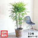 観葉植物 大型 シュロチク 10号 法人様送料無料 バナナリーフ鉢カバー付き 棕櫚竹 寒さに強い おしゃれ 尺鉢 大鉢 10号鉢 インテリア 鉢カバー付き