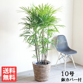 ＼5日間限定ポイント5倍／観葉植物 大型 シュロチク 10号 法人様送料無料 バナナリーフ鉢カバー付き 棕櫚竹 寒さに強い おしゃれ 尺鉢 大鉢 10号鉢 インテリア 鉢カバー付き