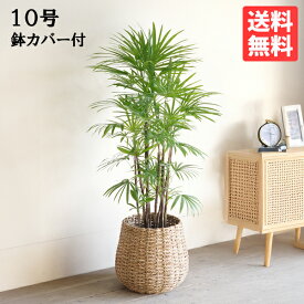＼5日間限定ポイント5倍／観葉植物 大型 シュロチク 10号 法人様送料無料 手編みバスケット付き 棕櫚竹 プレミアム 寒さに強い おしゃれ 尺鉢 大鉢 10号鉢 インテリア 鉢カバー付き