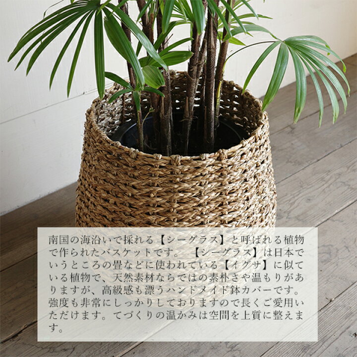楽天市場】観葉植物 大型 シュロチク 10号 法人様送料無料 手編み 
