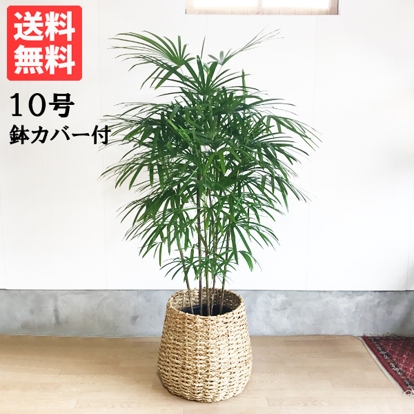 観葉植物 10号 シュロチクの人気商品・通販・価格比較 - 価格.com