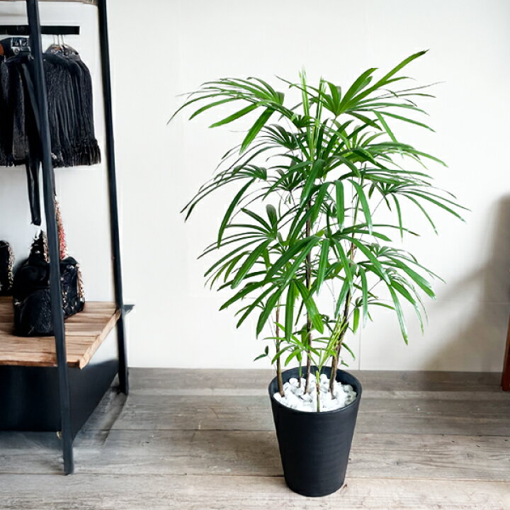 楽天市場】棕櫚竹 シュロチク 8号 ブラック セラアート鉢 送料無料  