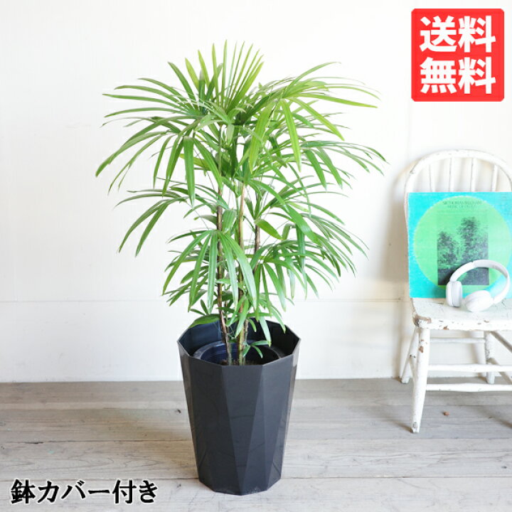 楽天市場】棕櫚竹 シュロチク 8号 スタイリッシュな黒色鉢カバー 
