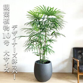 ＼5日間限定ポイント5倍／観葉植物 大型 法人宛送料無料 シュロチク 棕櫚竹 バルーン型 デザイナーズ 高級鉢カバー付 ブラック 大サイズ 大鉢 10号鉢 インテリア 寒さに強い