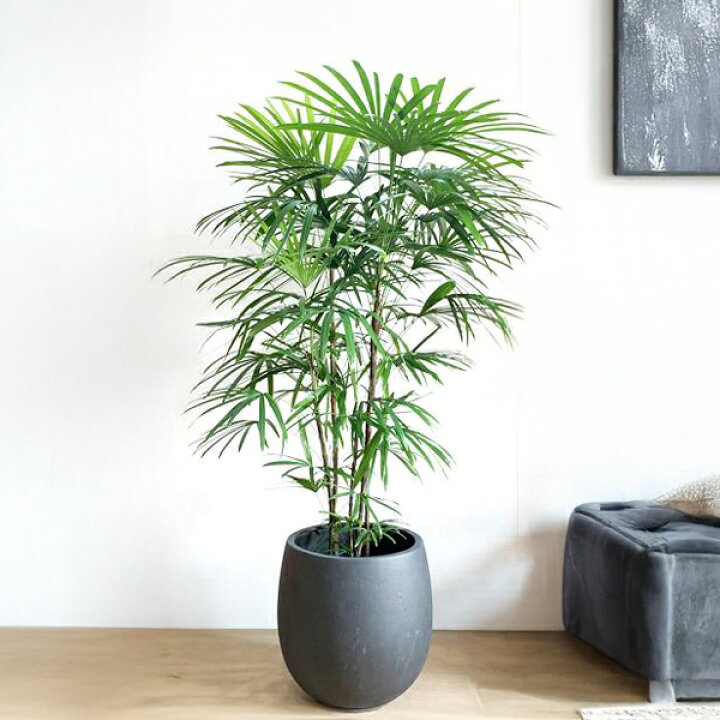 楽天市場】観葉植物 大型 法人宛送料無料 シュロチク 棕櫚竹 バルーン 