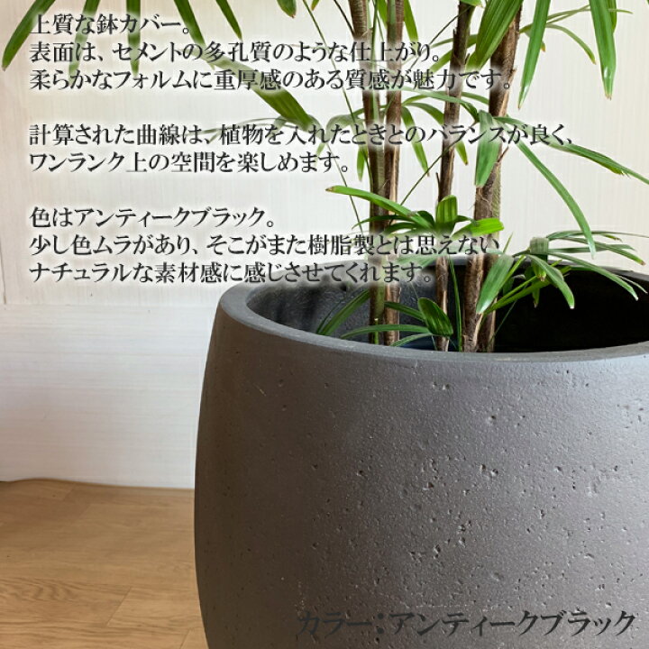 楽天市場】観葉植物 大型 法人宛送料無料 シュロチク 棕櫚竹 バルーン 