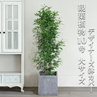 観葉植物 大型 シルクジャスミン ゲッキツ 10号 法人様送料無料 キューブ型 デザイナーズ 高級鉢カバー付…