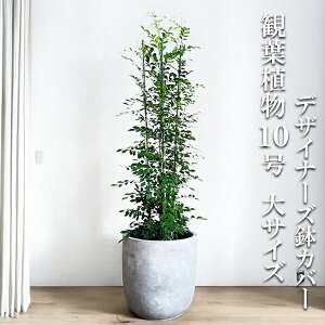 ϗtA ^ VNWX~ QbLc 10 @ll Eh^ fUCi[Y Jo[t AbVO[  ڔ 唫 10 TCY 傫TCY CeA 
