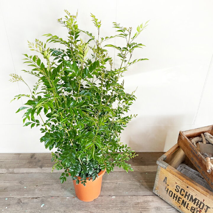 楽天市場 シマトネリコ 苗 庭木 株立ち トネリコ 観葉植物 中型 インテリア シンボルツリー 丈夫 送料無料 観葉植物のthe Green