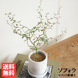 観葉植物 小さい ソフォラ リトルベイビー アッシュグレー セメント鉢植え 卓上サイズ 送料無料 ミニサイズ 小型 インテリア
