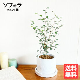 観葉植物 小さい ソフォラ リトルベイビー 白色鉢植え セメントホワイト 卓上サイズ 送料無料 ミニサイズ 小型 インテリア