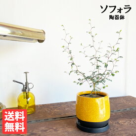 観葉植物 小さい ソフォラ リトルベイビー サンライトイエローの陶器鉢植え 卓上サイズ 送料無料 ミニサイズ 小型 インテリア