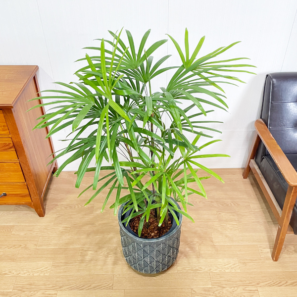 棕櫚竹 シュロチク 8号 ファイバーセメント鉢カバー付 ブルーブラック 送料無料 寒さに強い 観葉植物 中型 大型 インテリア |  観葉植物のthe・green