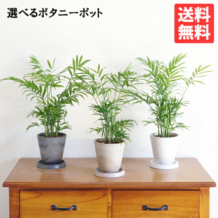 楽天市場 テーブルヤシ エレガンス 選べる鉢カラー ボタニープランター 観葉植物 卓上 本物 チャメドレア インテリア 小型 小さい オフィス デスク 送料無料 観葉植物のthe Green