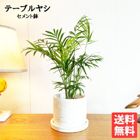 観葉植物 小さい テーブルヤシ エレガンス セメントホワイト 白色鉢植え 卓上 本物 チャメドレア インテリア 中型 オフィス デスク