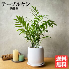 観葉植物 小さい テーブルヤシ エレガンス 陶器鉢植え 丸型 ホワイト 卓上 本物 チャメドレア インテリア 中型 オフィス デスク 送料無料