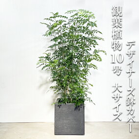 楽天市場 観葉植物 人気ランキング1位 売れ筋商品