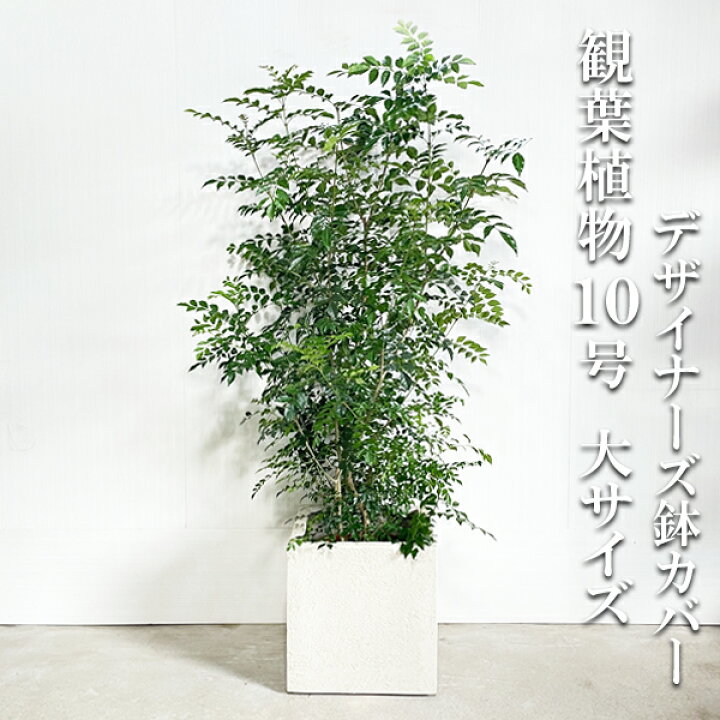 楽天市場 シマトネリコ トネリコ １０号 キューブ型 デザイナーズ 高級鉢カバー付 アイボリー 10号鉢 法人様送料無料 テラス 玄関 鉢植え 観葉植物 おしゃれ インテリア 大型 販売 記念樹 寒さに強い 観葉植物のthe Green