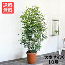 観葉植物 大型 シマトネリコ トネリコ 10号 10号鉢 法人様送料無料 庭木 鉢植え おしゃれ インテリア 販売 記念樹 寒さに強い 屋外 シンボルツリー